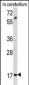 MOBP Antibody (N-term)